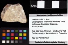 Foto (Objket + Etiketten) von Pithonoton sp. 